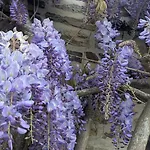 La Glycine, Maison Normande Proche De La Et Des Lieux Touristiques בית נופש *