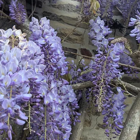 La Glycine, Maison Normande Proche De La Et Des Lieux Touristiques Casa de Férias *